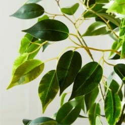 Banyan Leaf Tree 6' -marin sHOP BanyanLeafTree6ftAVSHF21