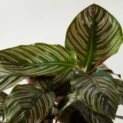 Live Calathea Ornata Pinstripe Plant 6" In White Ceramic Pot -marin sHOP CalatheaOrnataBlkPot6inAVSHF22 1