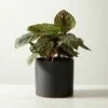 Live Calathea Ornata Pinstripe Plant 6" In Black Ceramic Pot -marin sHOP CalatheaOrnataBlkPot6inSHF22