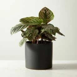 Live Calathea Ornata Pinstripe Plant 6" In Black Ceramic Pot