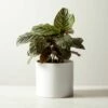 Live Calathea Ornata Pinstripe Plant 6" In White Ceramic Pot -marin sHOP CalatheaOrnataWhtPot6inSHF22