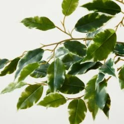 Faux Ficus Tree 6' -marin sHOP FauxFicusTree6p25ftAVSHS23
