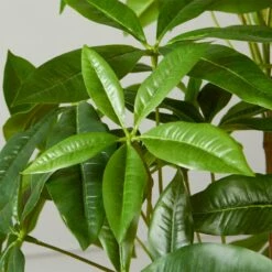 Faux Potted Money Plant 5' -marin sHOP FauxMoneyTree5FeetROF20