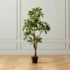 Faux Potted Money Plant 5' -marin sHOP FauxMoneyTree5FeetSHF20