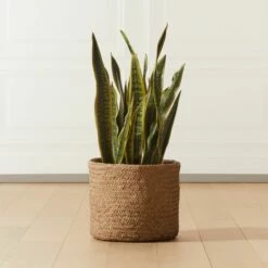 Faux Potted Snake Plant 3' 6 Faux Potted Snake Plant 3' -marin sHOP FauxSnakePlantSHF20AVSHF20