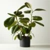 Live Ficus Elastica Rubber Plant 6" In Black Ceramic Pot 1 Live Ficus Elastica Rubber Plant 6" In Black Ceramic Pot -marin sHOP FicusElstcRbbrTrBkPot6inSHF22