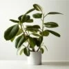 Live Ficus Elastica Rubber Plant 6" In White Ceramic Pot 2 Live Ficus Elastica Rubber Plant 6" In White Ceramic Pot -marin sHOP FicusElstcRbbrTrWtPot6inSHF22