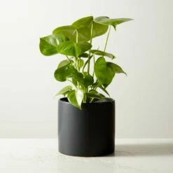 Live Monstera 6" In Black Ceramic Pot