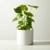Live Monstera 6" In White Ceramic Pot -marin sHOP MonsteraDeliciosaWtPt6inSHF22