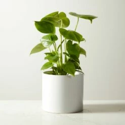 Live Monstera 6" In White Ceramic Pot