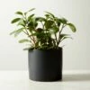 Live Peperomia Obtusifolia 6" In Ceramic Black Pot -marin sHOP PeperomiaObtsflBkPt6inSHF22