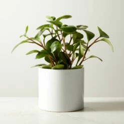 Live Peperomia Obtusifolia 6" In Ceramic White Pot
