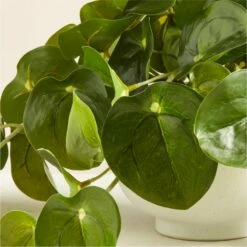 Potted Coin Plant 8" -marin sHOP PottedCoinPlantWhtPot8inAVSHS21