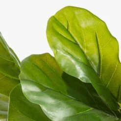 Potted Faux Fiddle Leaf Fig 5' 14 Potted Faux Fiddle Leaf Fig 5' -marin sHOP PottedFiddleLeafFigAVF17