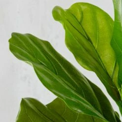 Potted Faux Fiddle Leaf Fig 5' 10 Potted Faux Fiddle Leaf Fig 5' -marin sHOP PottedFiddleLeafFigROF17