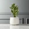 Potted Faux Succulent 14" -marin sHOP PottedSucculentWhitePotSHS18