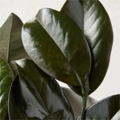 Preserved Magnolia Stems Set Of 3 -marin sHOP PreservedMagnoliaStemS3AVSHS22