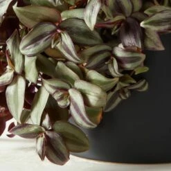 Live Tradescantia Zebrina Inch Plant 6" In White Ceramic Pot -marin sHOP TrdscntZbrnPlntBkPt6inAVSHF22