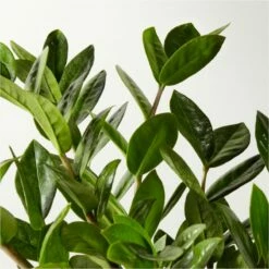 Live Zanzibar Gem ZZ Plant 6" In White Ceramic Pot 5 Live Zanzibar Gem ZZ Plant 6" In White Ceramic Pot -marin sHOP ZanzibarGemZzPlntBkPt6inAVSHF22