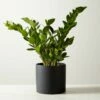 Live Zanzibar Gem ZZ Plant 6" In Black Ceramic Pot 1 Live Zanzibar Gem ZZ Plant 6" In Black Ceramic Pot -marin sHOP ZanzibarGemZzPlntBkPt6inSHF22