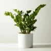 Live Zanzibar Gem ZZ Plant 6" In White Ceramic Pot 2 Live Zanzibar Gem ZZ Plant 6" In White Ceramic Pot -marin sHOP ZanzibarGemZzPlntWtPt6inSHF22