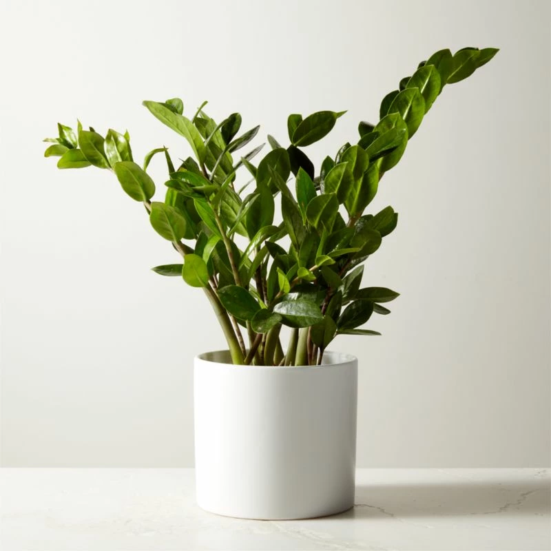 Live Zanzibar Gem ZZ Plant 6" In White Ceramic Pot 3 Live Zanzibar Gem ZZ Plant 6" In White Ceramic Pot